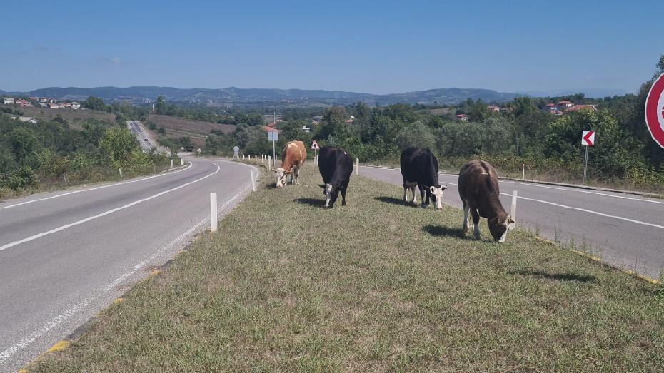 Zonguldak'ta Başıboş Hayvan Tehlikesi Yeniden Gündemde: Sisli Günlerde Yaralanmalar Yaşandı