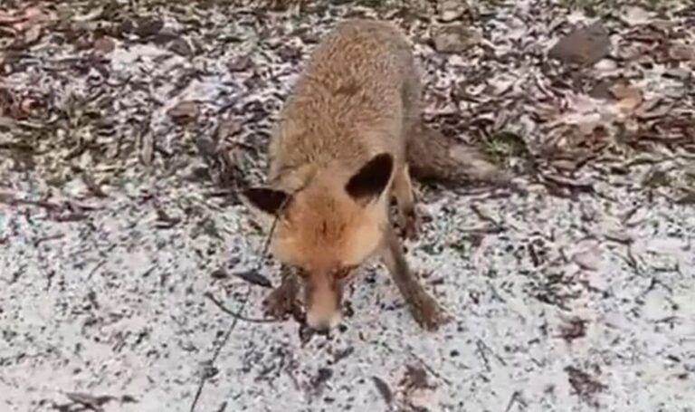 Erzurum’da, Volpi’nin zulmü ile yakalandı – Türkiye’nin son dakika yasaları